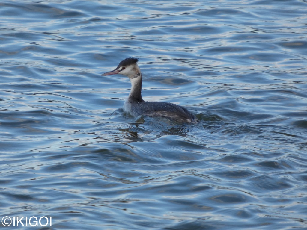 分類ページの装飾写真